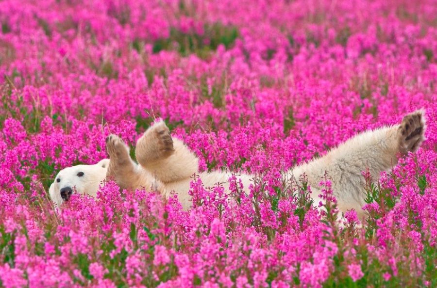 I am a Pink Bear