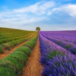 Magnificent is the word Lavender Fields, Provence