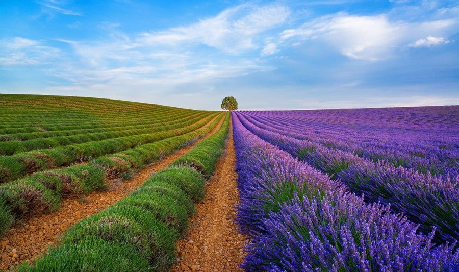 Magnificent is the word Lavender Fields, Provence
