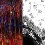 Scientists Discovered That The Brain Operates In Up To 11 Dimensions Creating Multiverse-like Structures