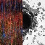 The Brain Operates In Up To 11 Dimensions Creating Multiverse-like Structures