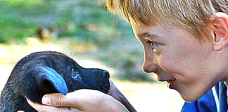 Why Dogs Don't Live As Much As Humans