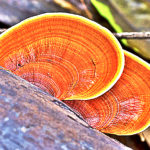 3 Psycho-spiritually Activating Herbs That Will Expand Your Consciousness And Supercharge Your Health