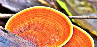 Psycho-spiritually Activating Herbs Expand Your Consciousness