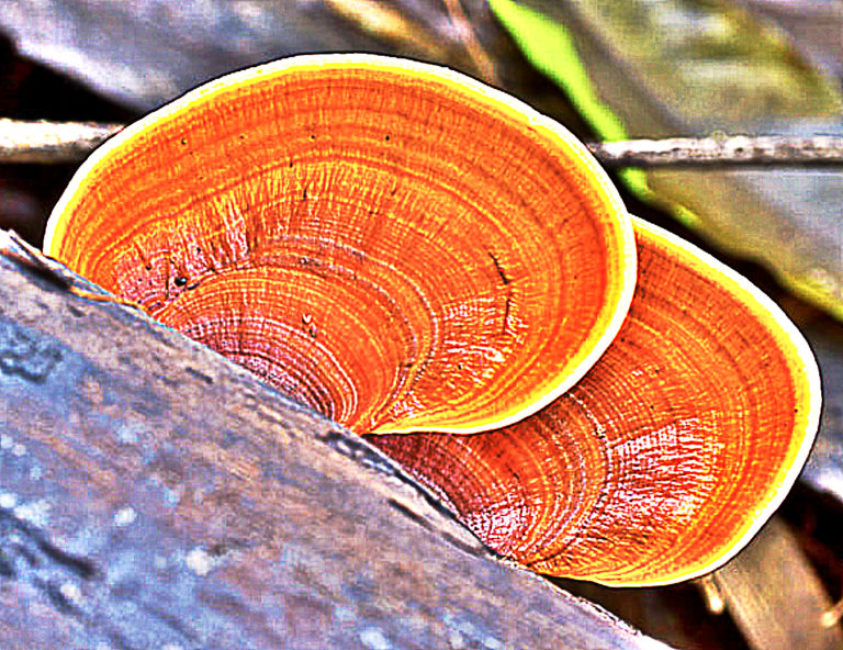 Psycho-spiritually Activating Herbs Expand Your Consciousness