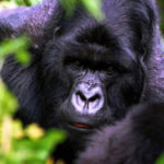 Most Beautiful Places On Earth 7.-Volcanoes-National-Park-GC¦зo¦В-Ruhengeri-Rwanda