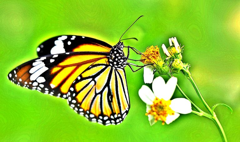 5 Cosmic Messages Seeing A Butterfly Too Often Tries to Let You Know