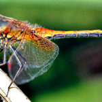 6 Cosmic Messages Seeing a Dragonfly Too Often Tries to Let You Know