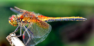 Cosmic Messages Seeing a Dragonfly