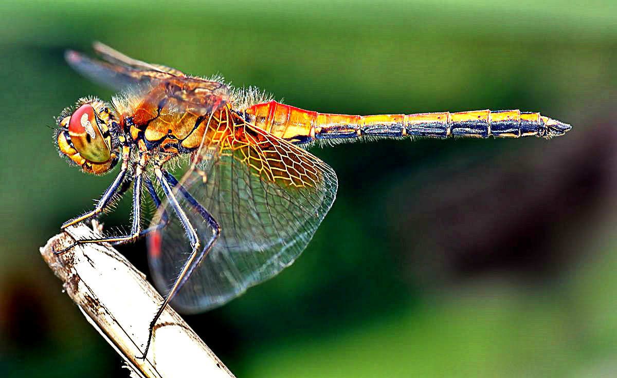 Cosmic Messages Seeing a Dragonfly