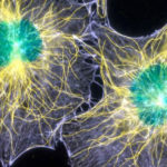 our brain might have optical communication channels