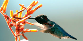 Cosmic Messages Seeing a Hummingbird