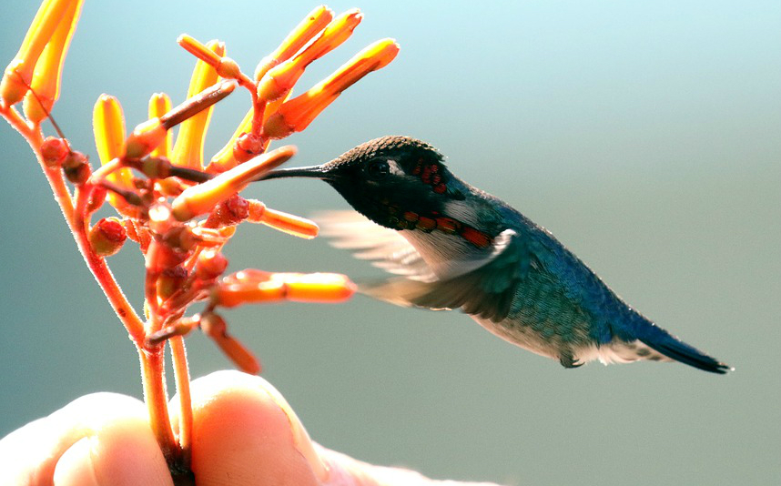 Cosmic Messages Seeing a Hummingbird