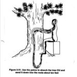 Tree Healing 2