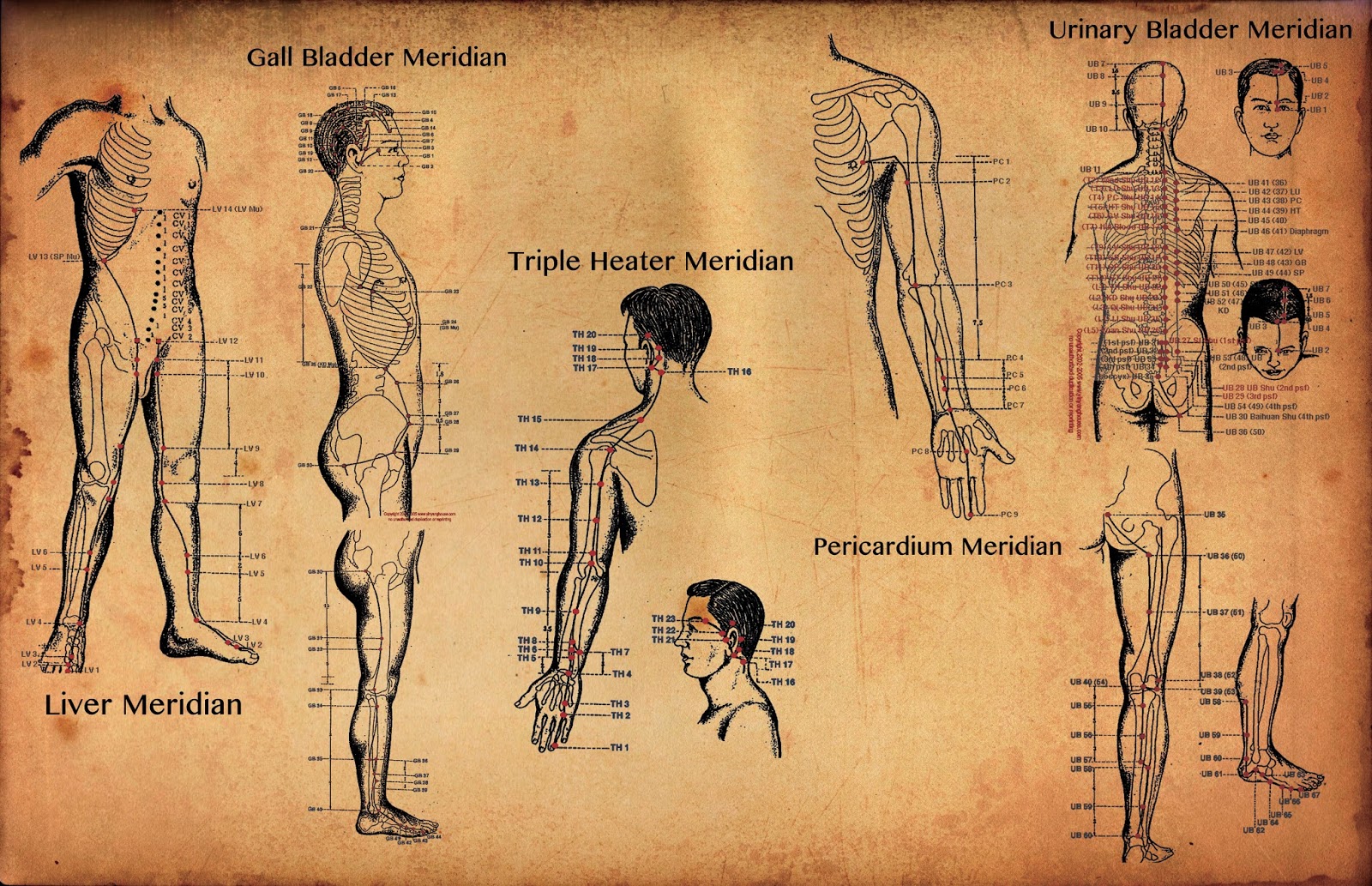 The meridian system