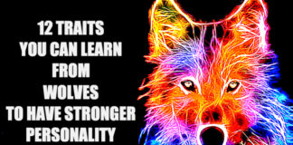 Traits You Can Learn From Wolves To Be Stronger Human Being