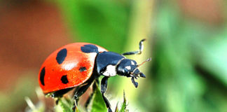 These Are The Specific Lucky Charms For Each Zodiac Sign Lucky Charms Each Zodiac Sign