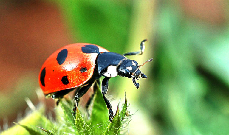Lucky Charms Each Zodiac Sign