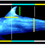 Animals The Golden Ratio And Fibonacci Sequence