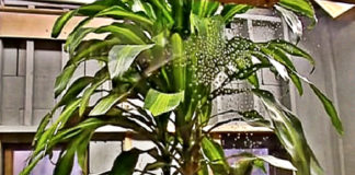 experiment-showed-plants-read-your-thoughts