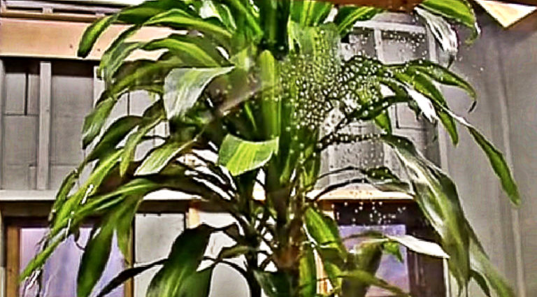 experiment-showed-plants-read-your-thoughts