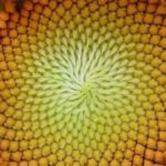 Flowers The Golden Ratio And Fibonacci Sequence