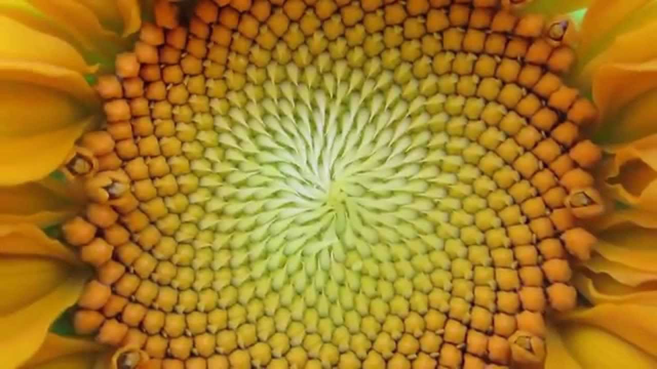 Flowers The Golden Ratio And Fibonacci Sequence