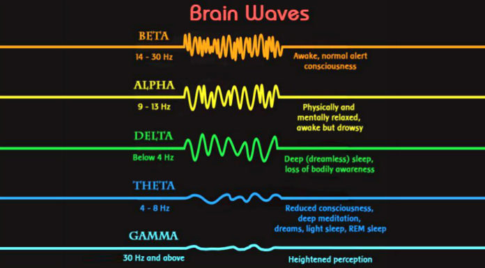 the-5-basic-brainwave-states-shapes-your-reality