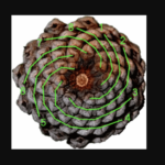 Pinecones The Golden Ratio And Fibonacci Sequence