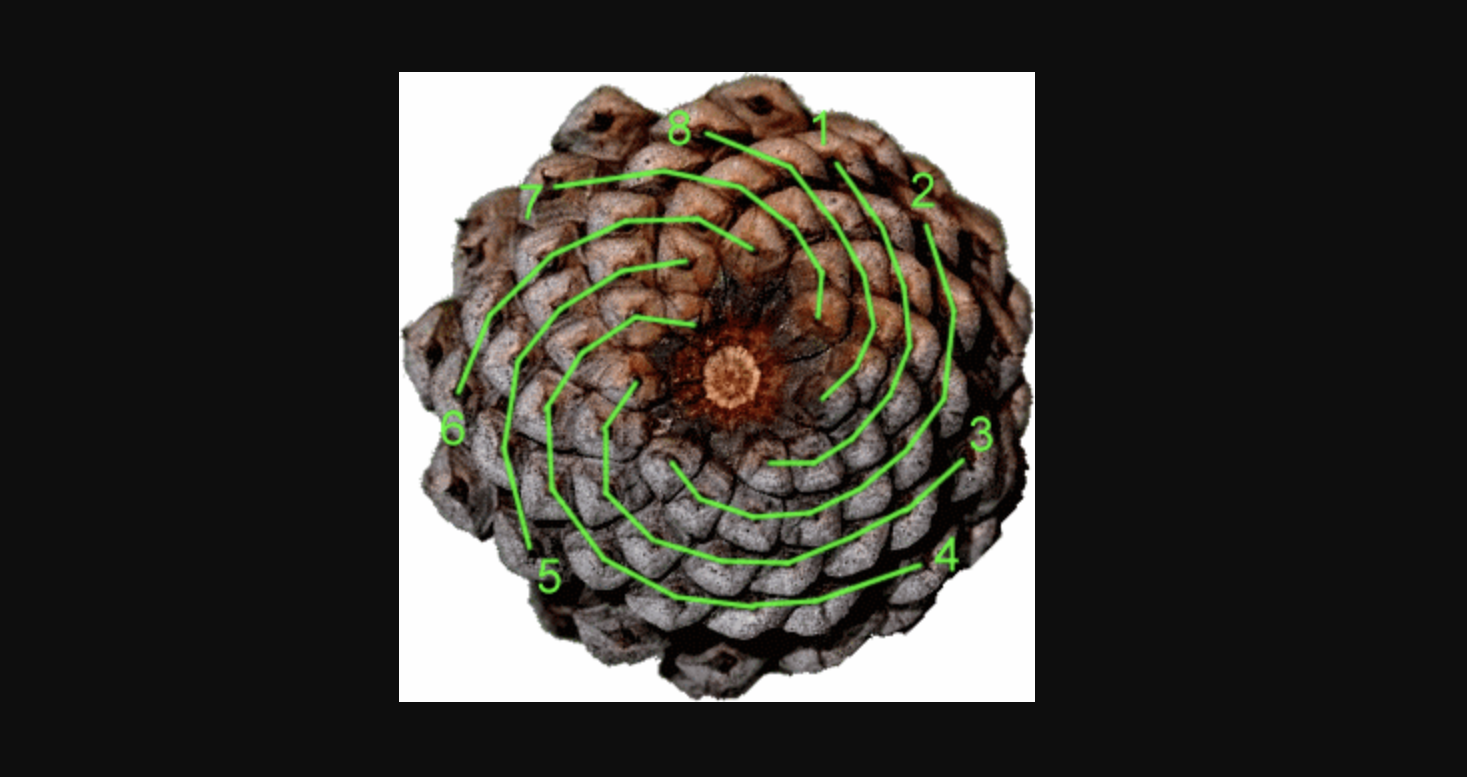 Pinecones The Golden Ratio And Fibonacci Sequence