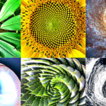 This Divine Ratio Is Found Everywhere Nature And Might Be The Blueprint Of The Universe