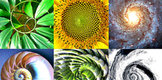 divine-ratio-is-found-everywhere-nature