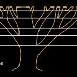 Trees The Golden Ratio And Fibonacci Sequence
