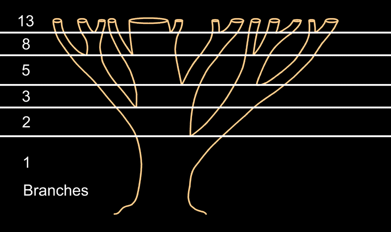 Trees The Golden Ratio And Fibonacci Sequence