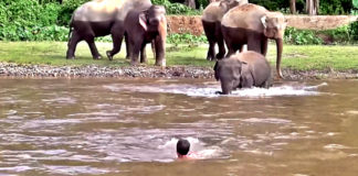 baby-elephant-rescue-her-friend