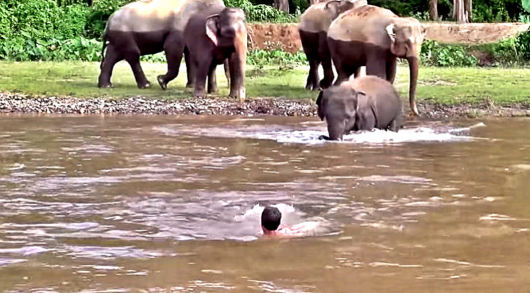 baby-elephant-rescue-her-friend