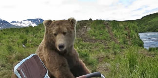 Wild Bear Sits Next To A Guy Like It’s His Old Best Friend bear-sits-next-to-guy