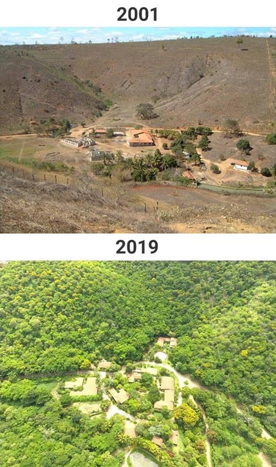 Couple Spends 20 Years Replanting An Entire Forrest And The Results Are Remarkable