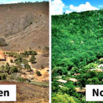 One Couple Spends 20 Years Replanting An Entire Forrest And The Results Are Remarkable