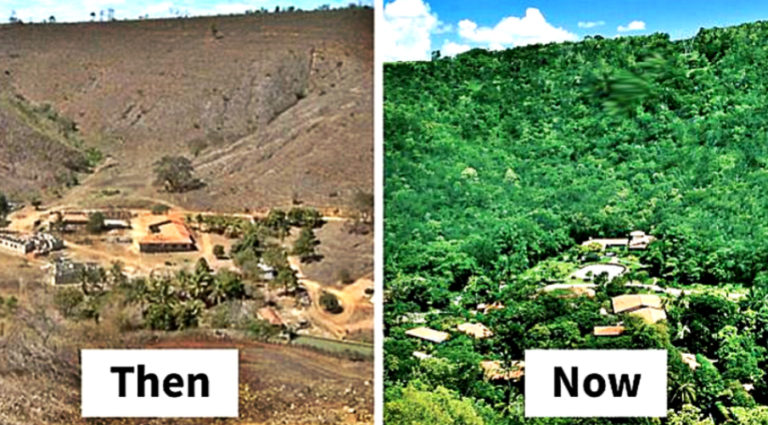 couple-replanting-entire-forrest