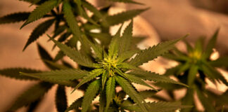 use-and-cultivation-of-medical-cannabis-in-australia