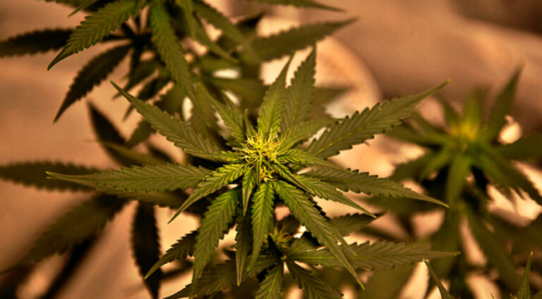 use-and-cultivation-of-medical-cannabis-in-australia