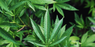 advantages-of-eating-raw-cannabis