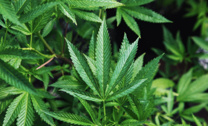 advantages-of-eating-raw-cannabis