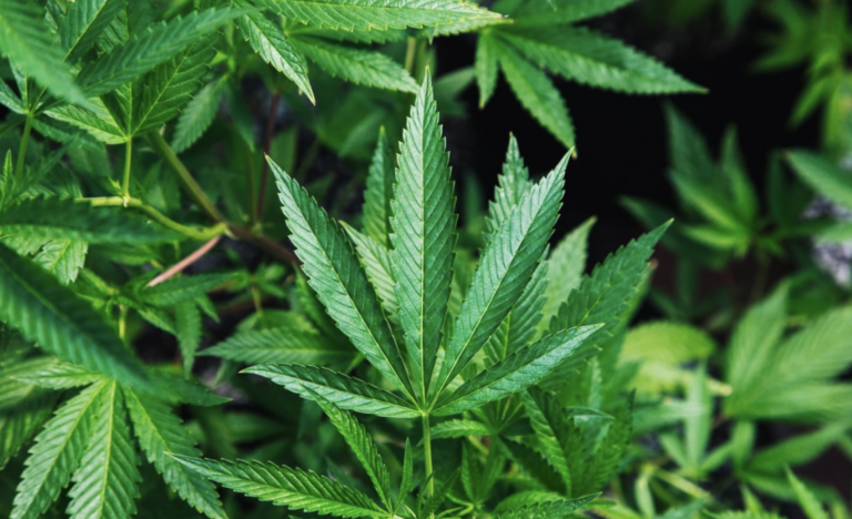 advantages-of-eating-raw-cannabis