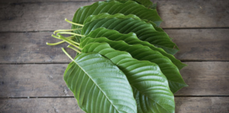 what-is-kratom-and-the-benefits-it-provides