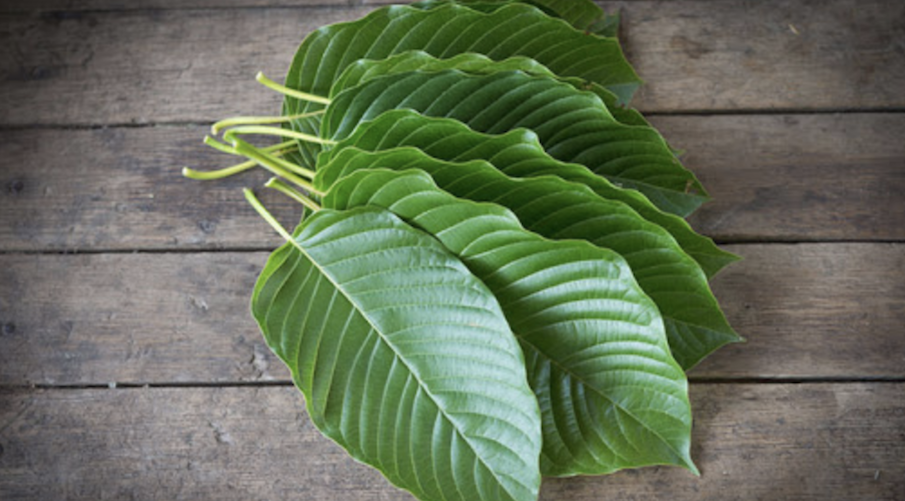 what-is-kratom-and-the-benefits-it-provides