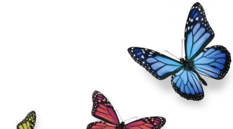 cool-things-didnt-know-butterfly-wing-color