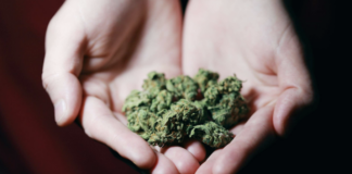 reasons-more-canadian-medical-patients-are-applying-for-an-acmpr-license