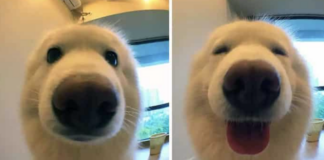 what-is-a-male-dog-called-good-for-you